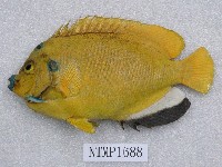 藏品(三點阿波魚)的圖片